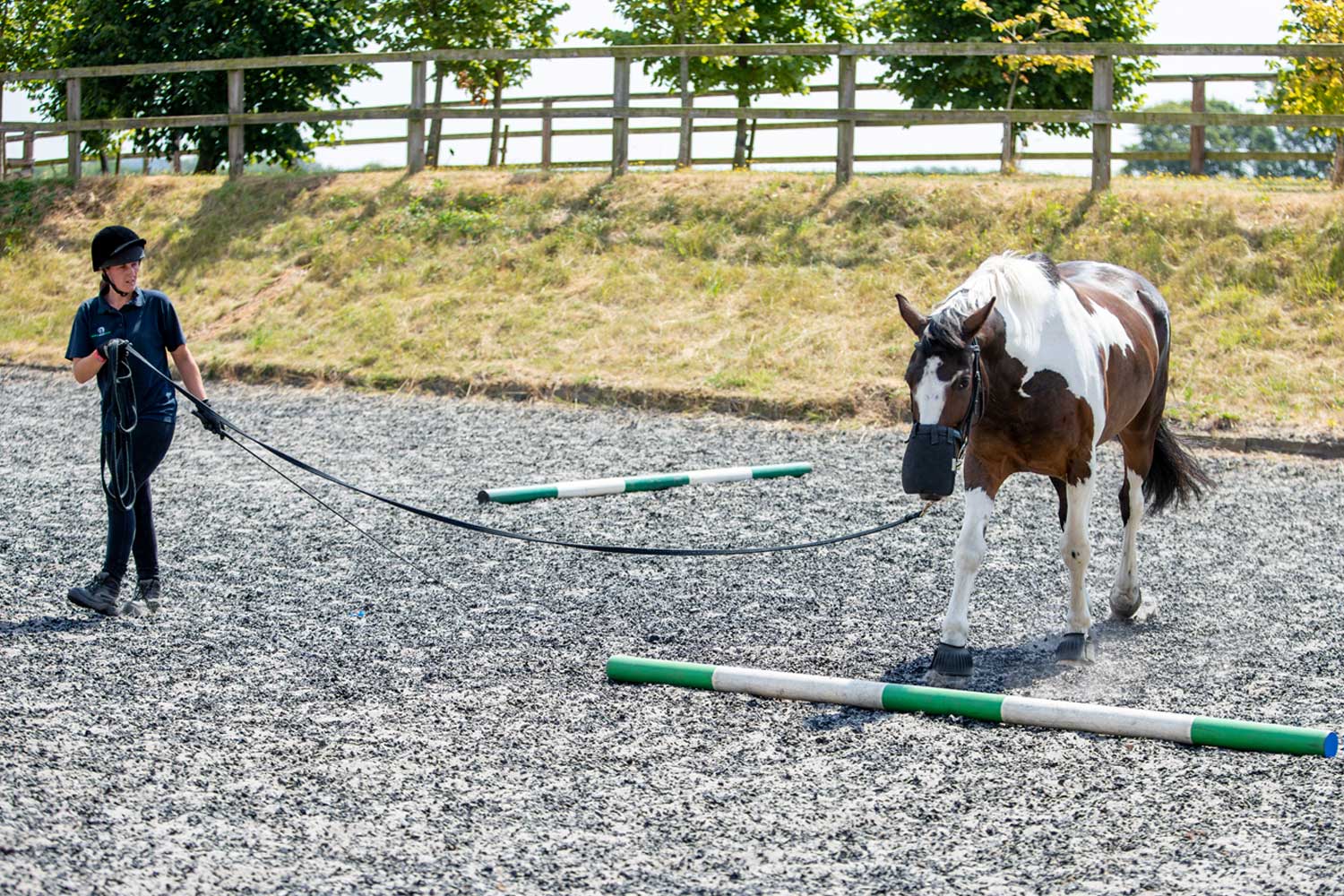 Woman leading horse on long lead around dressage arena