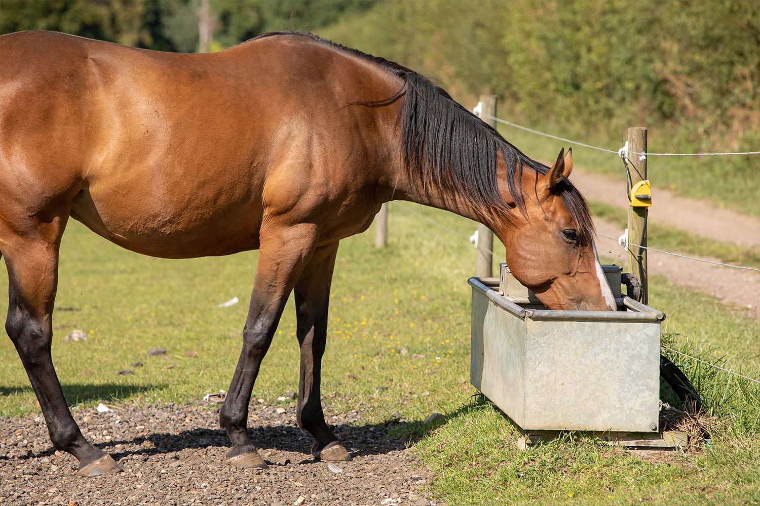 Hot weather and horses