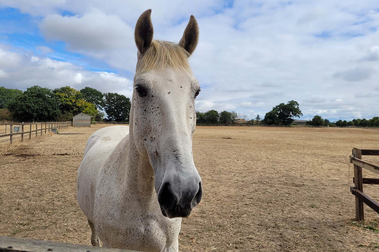 How has handsome Andy not been rehomed yet?