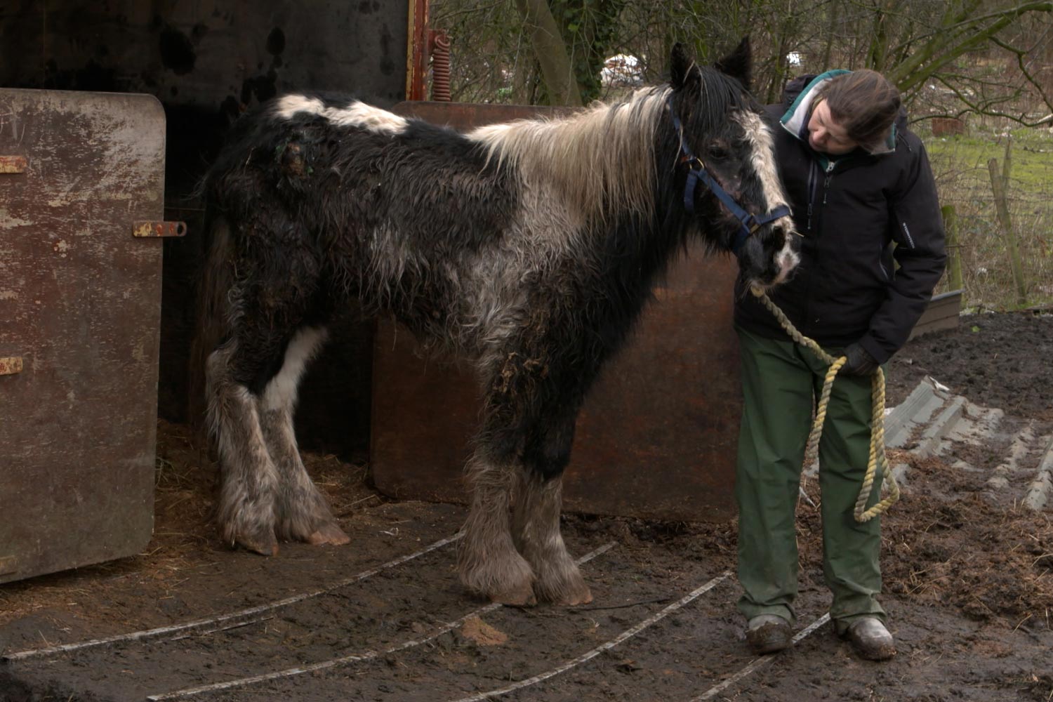 TV ad launches to highlight plight of neglected horses