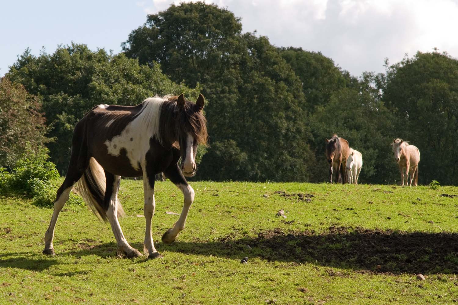 Animal welfare faces a &#8216;deepening crisis&#8217; if action isn&#8217;t taken to improve local enforcement.