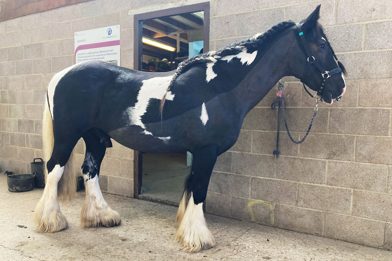 Clipping horses