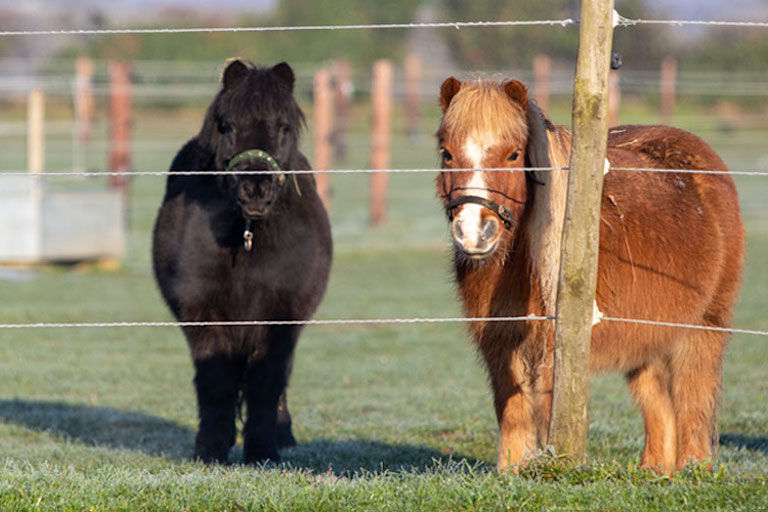 Two minature ponies standing behind a fence