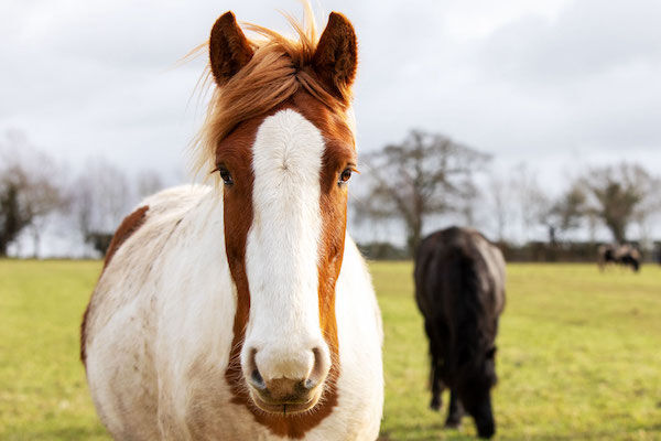 A group of horses grazing in a field