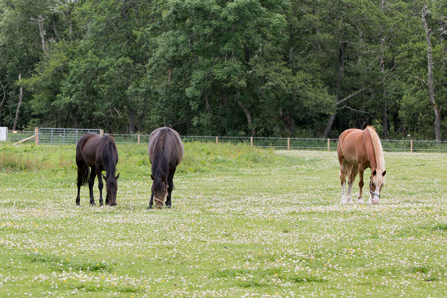 Horse management essentials