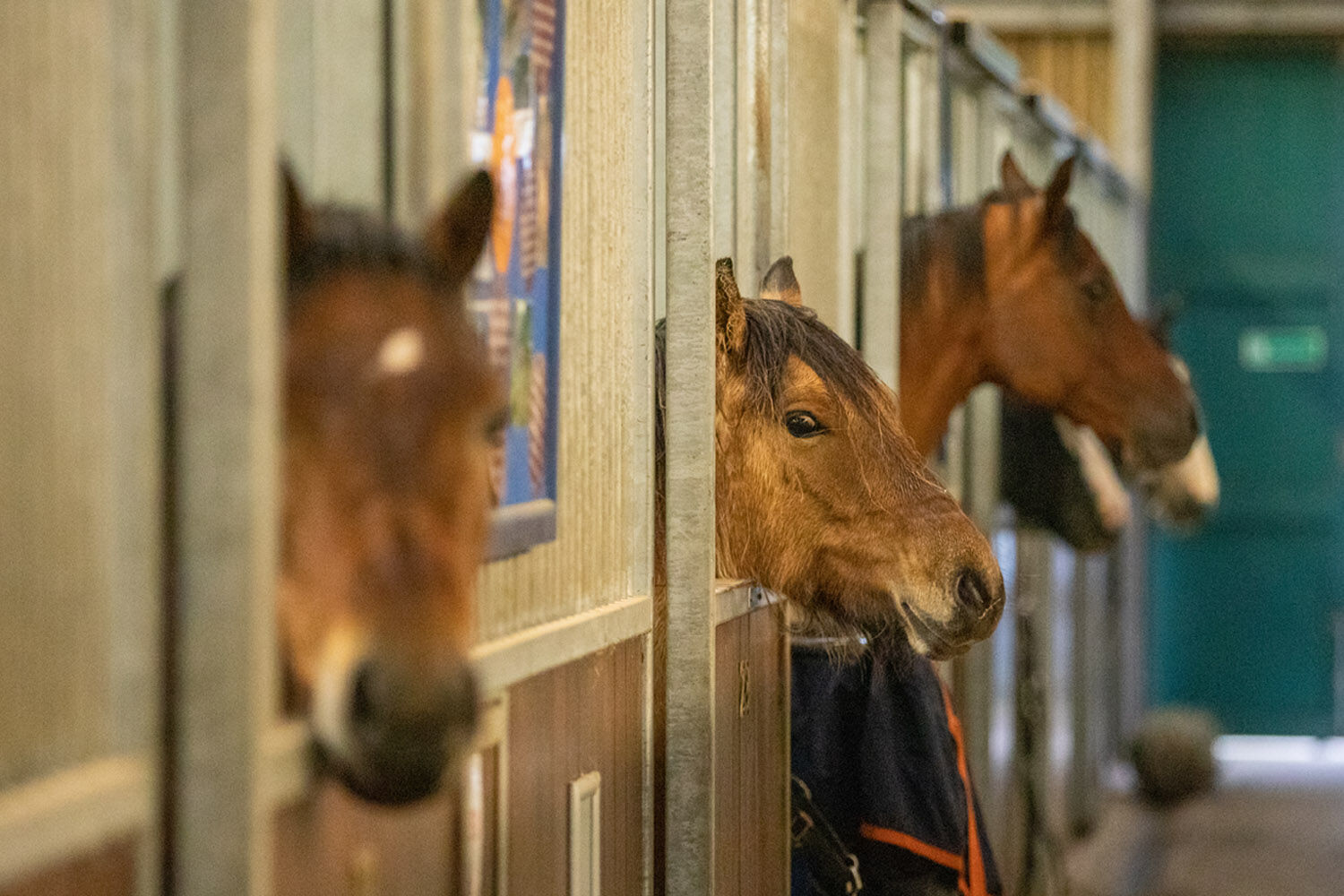 Stereotypic horse behaviours
