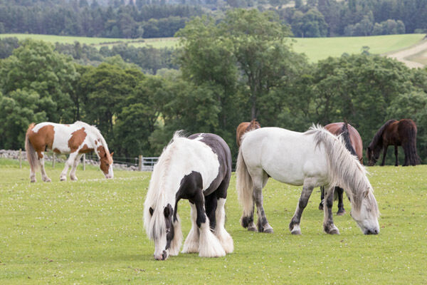 A group of horses grazing in a field