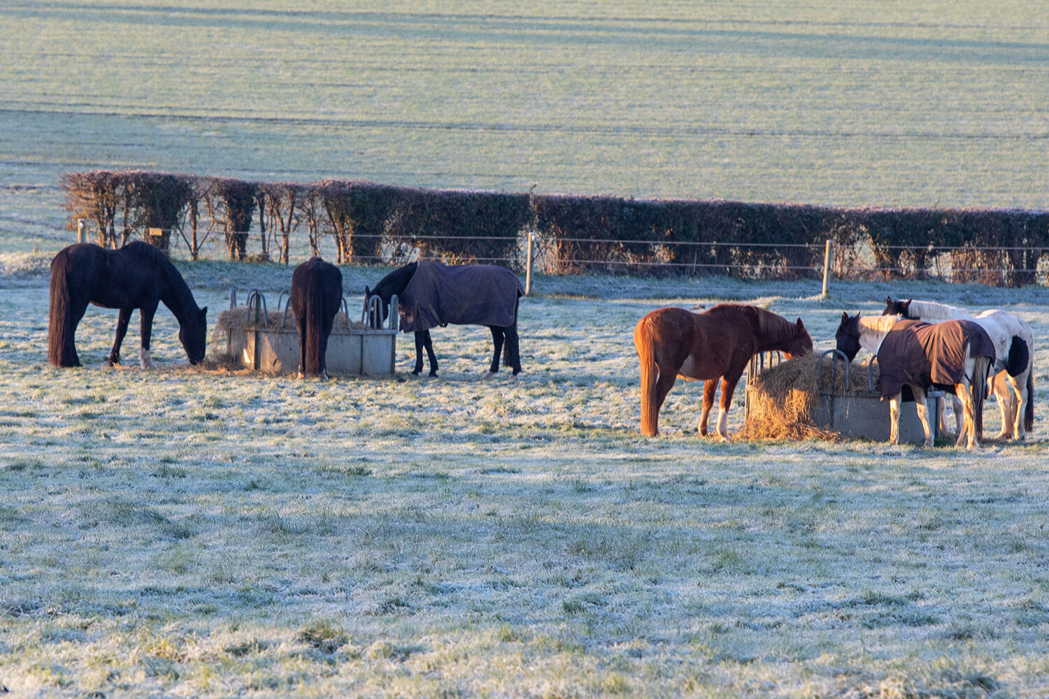 Rugging horses: when does your horse need a rug?