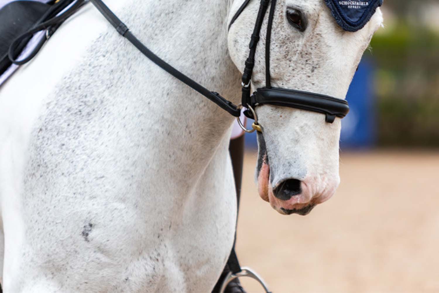 What can horse sports learn from other industries on public trust?