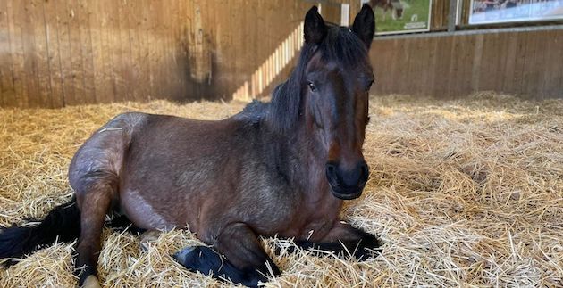 A horse relaxing in hay