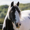 pony in a field