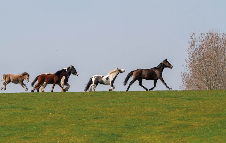 horses running across a hill top field