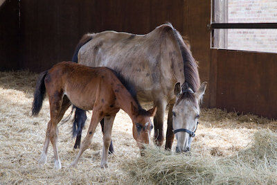 Horse and foal eating hay in a stable