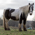 Horse standing in a field