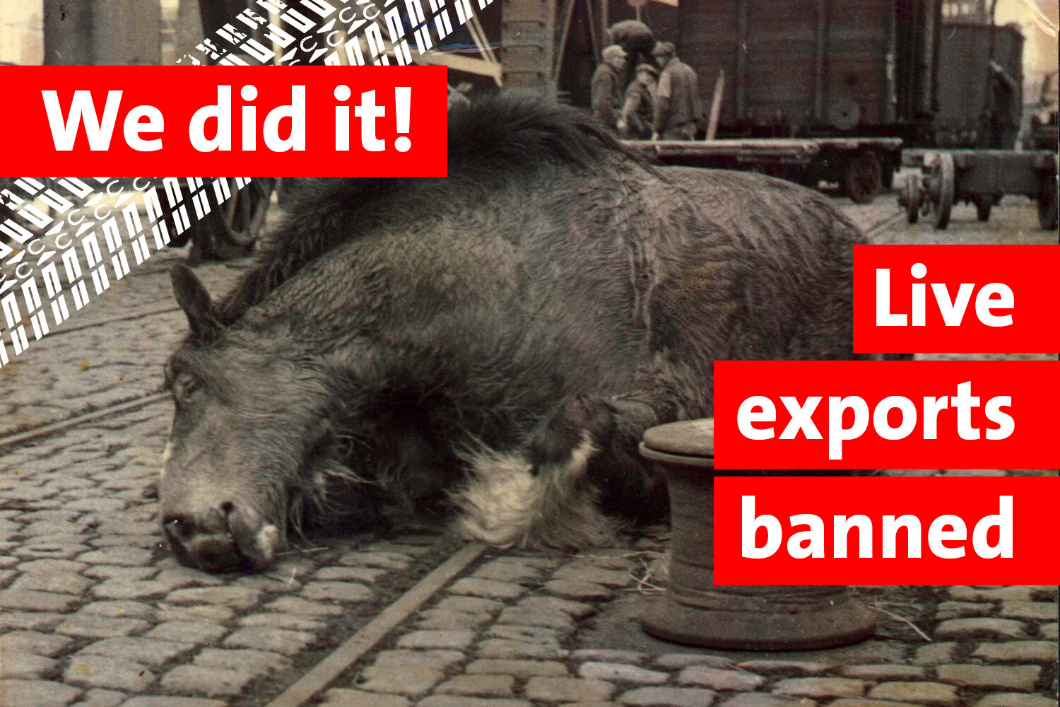 A historic moment: UK bans live export of horses for slaughter