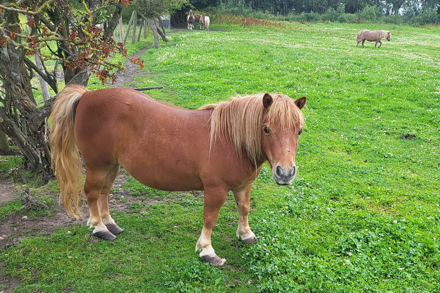 Penny Farm rescues pain-riddled ponies as negligent owner jailed