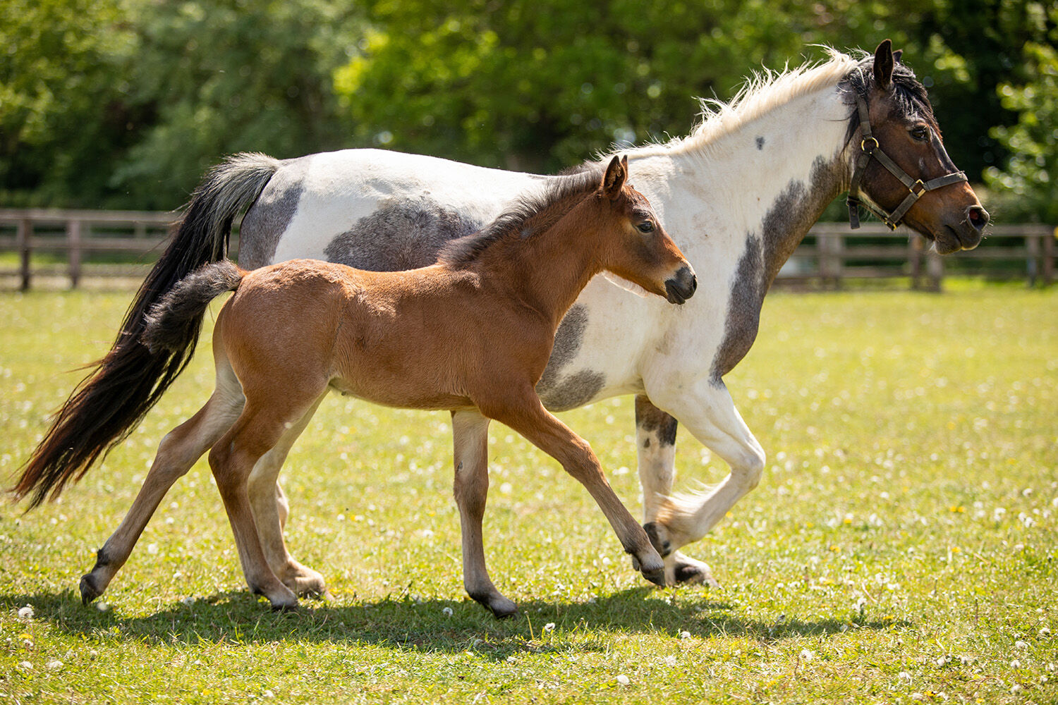 New weekly event for parents and children at Hall Farm