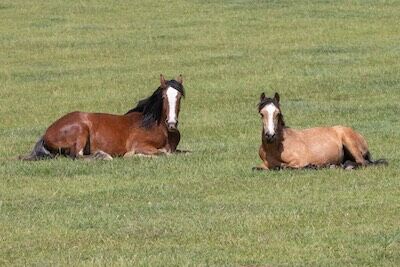 Two horses laying in a grass field