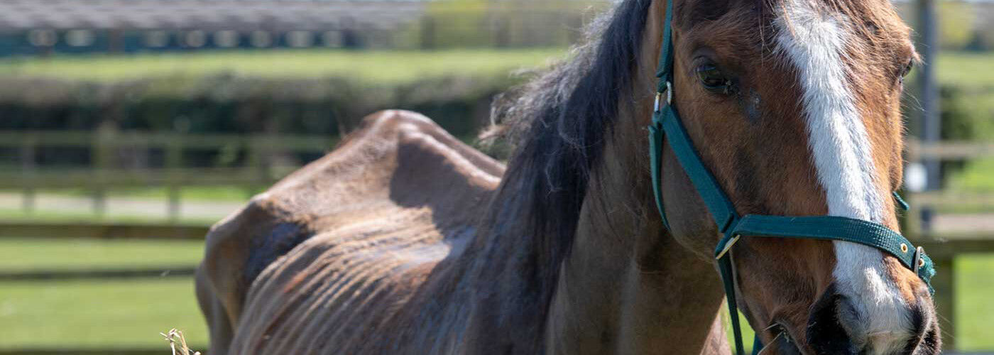 Very thin chestnut horse with white blaze standing by a haynet tied to a fence.