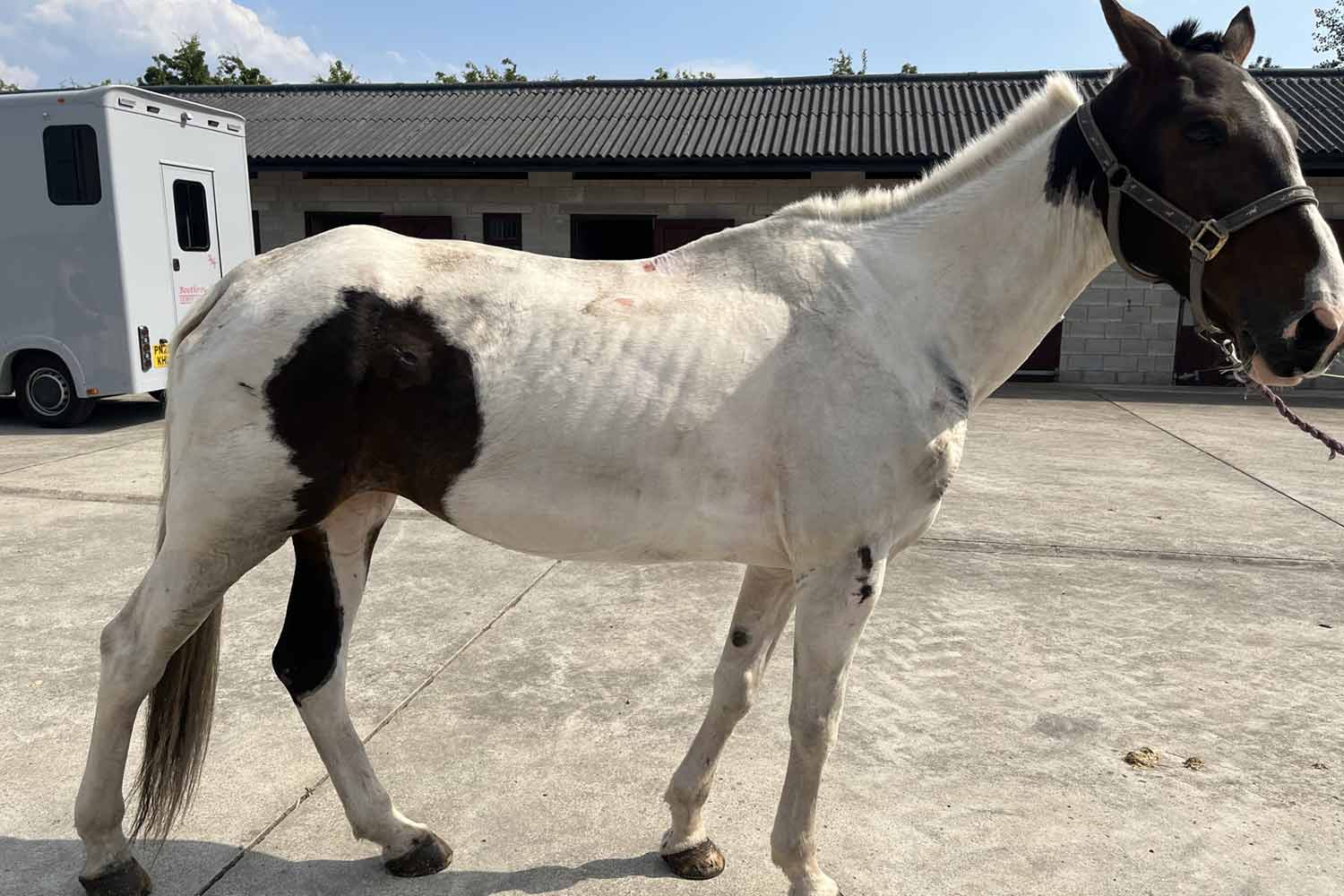 Birth of first foal from rescued ‘smuggled’ Dover 26 horses