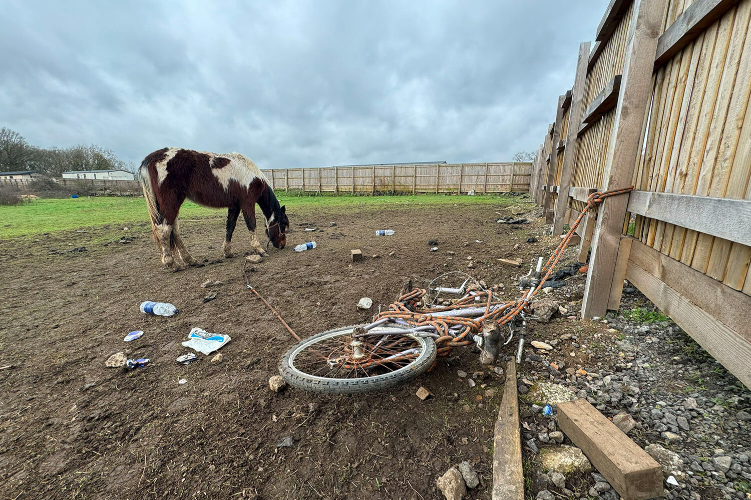 Birth of first foal from rescued ‘smuggled’ Dover 26 horses