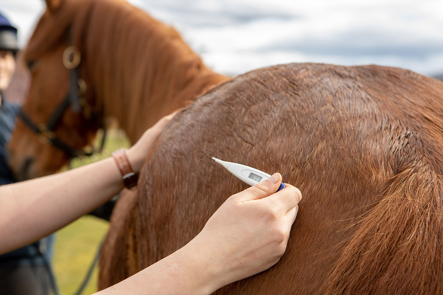 Signs of infection in horses