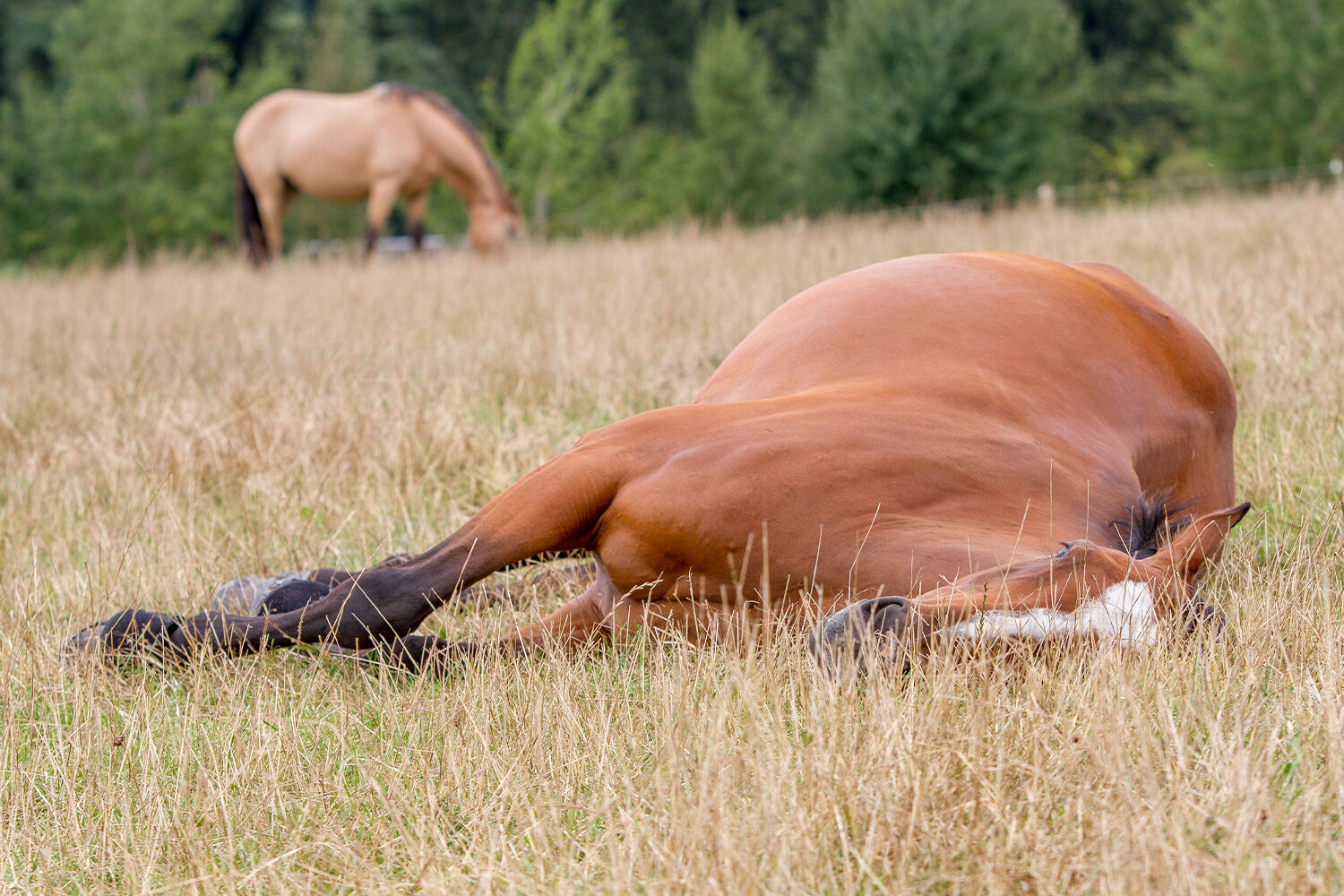 Collapse and cast in horses 