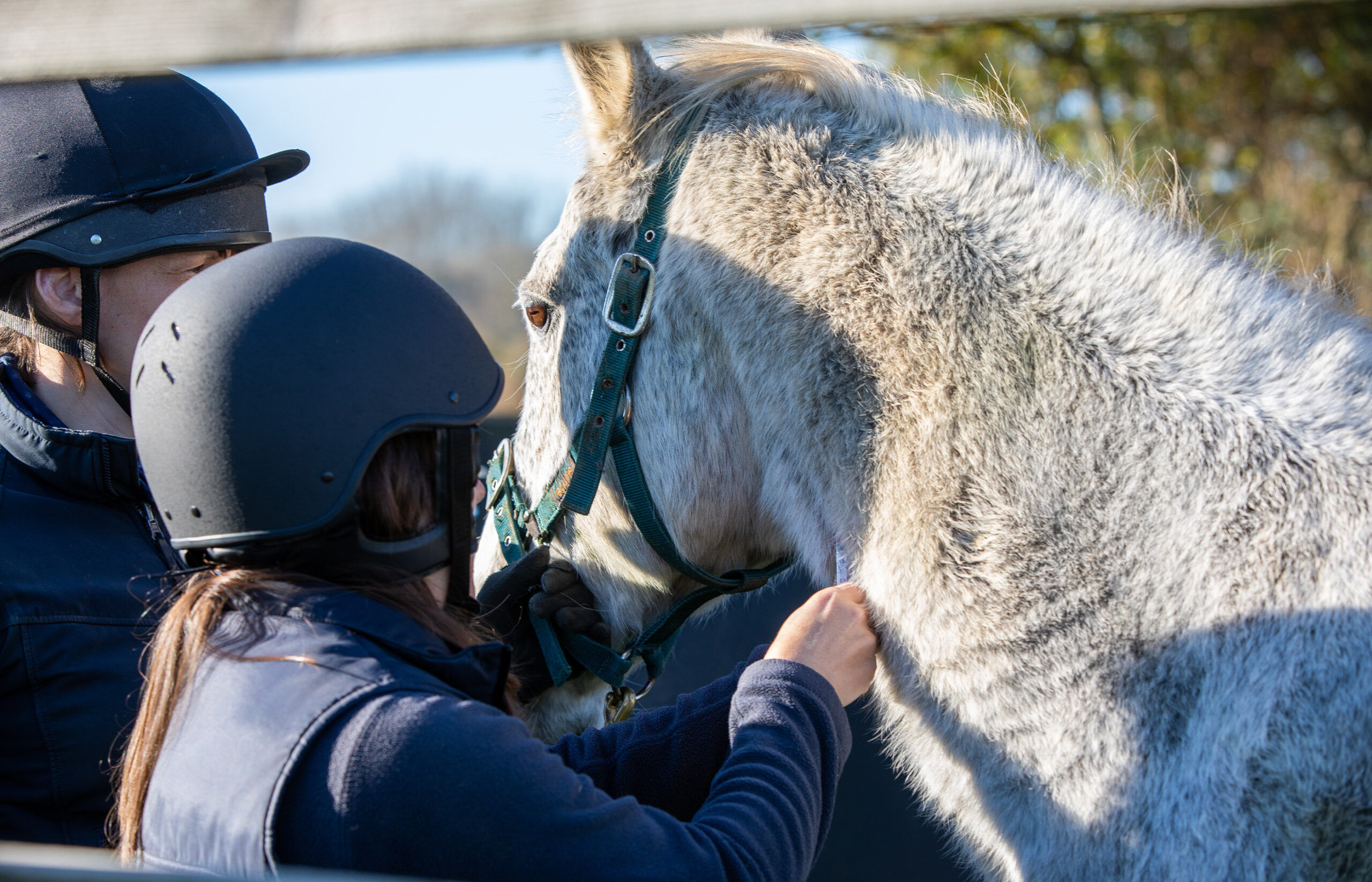 Prevent and protect: essential equine vaccinations  