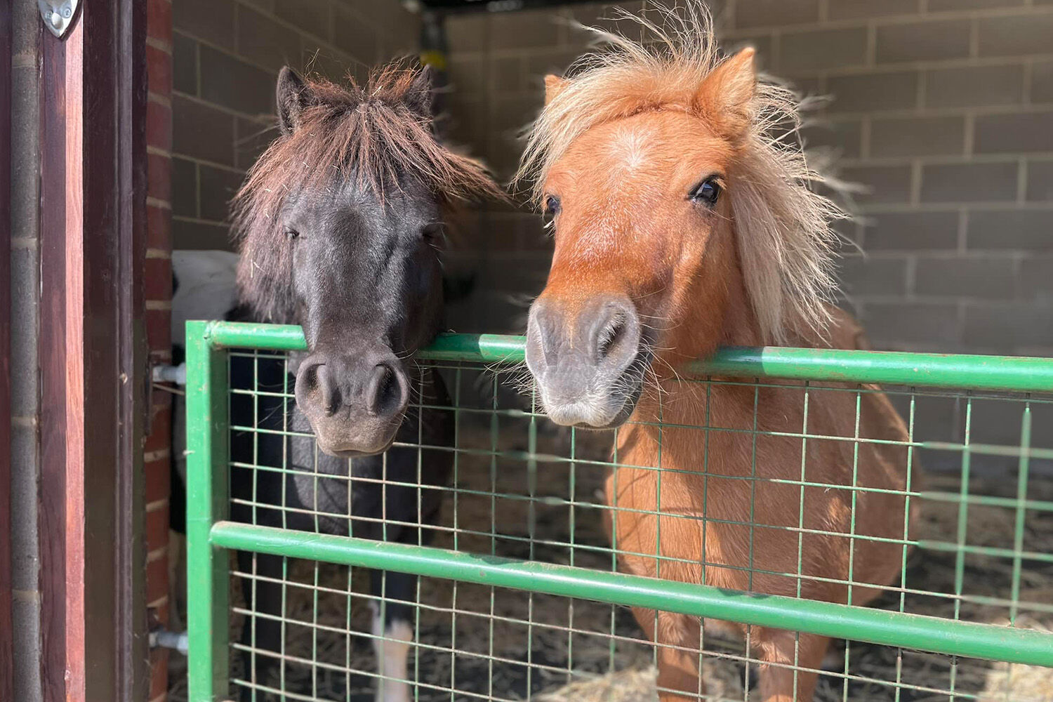 Prams, Ponies and Playtime