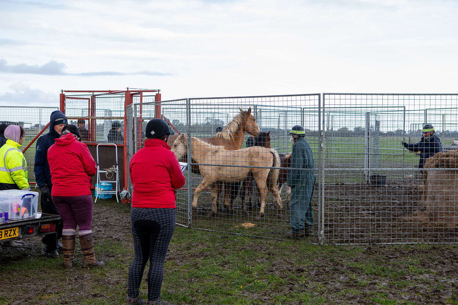Our Help for Horse Owners support service offers preventative solution to growing problem