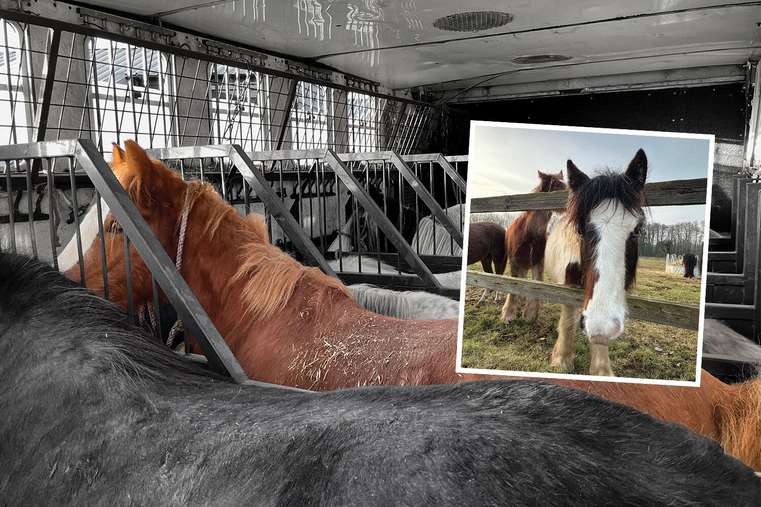 Birth of first foal from rescued ‘smuggled’ Dover 26 horses