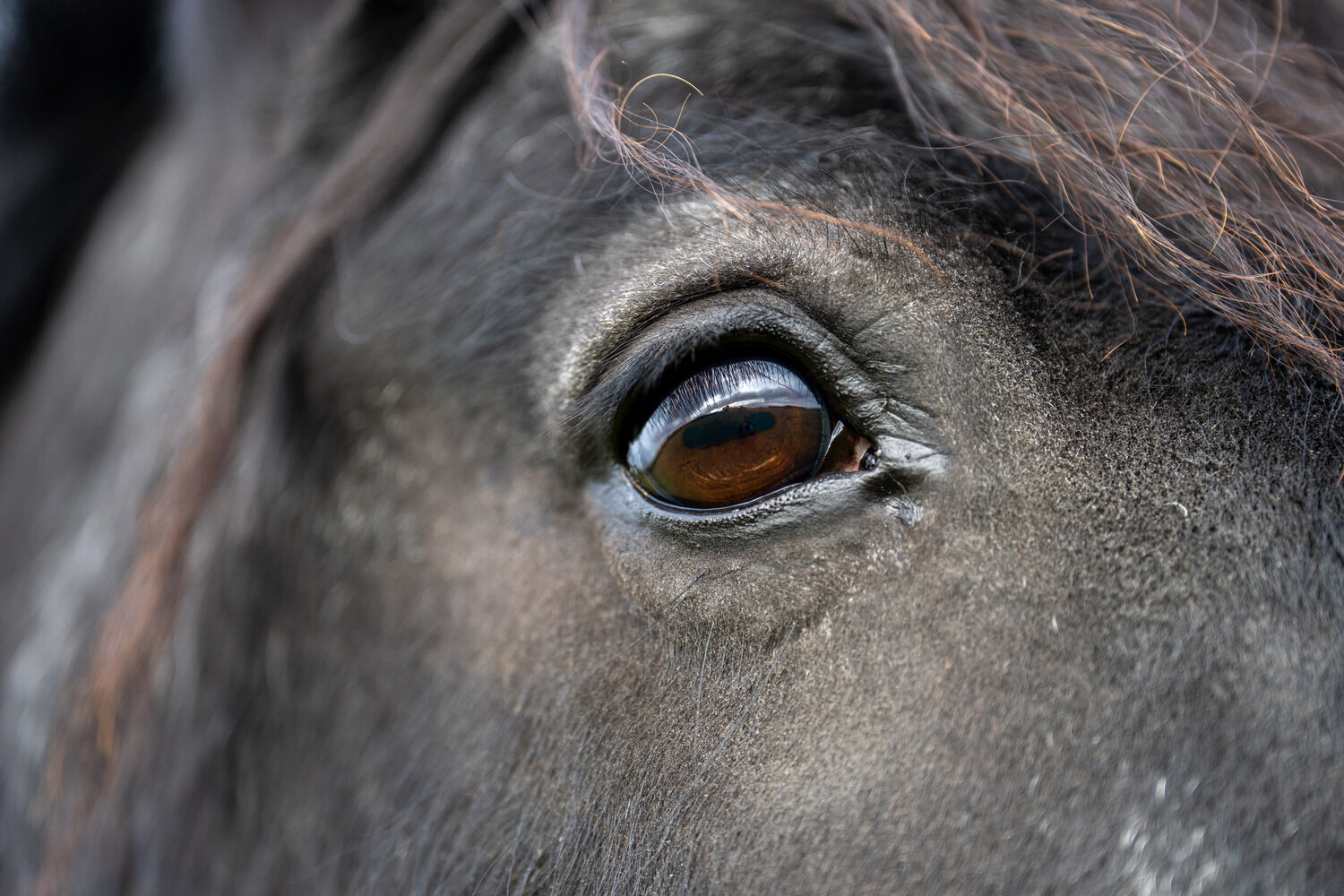 Birth of first foal from rescued ‘smuggled’ Dover 26 horses