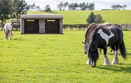 Three horses grazing a paddock in the shunshine at Penny Farm