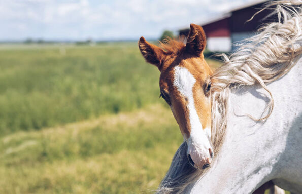 A chestnut foal leaning over the neck of their grazing grey mare mother in a grassy field.