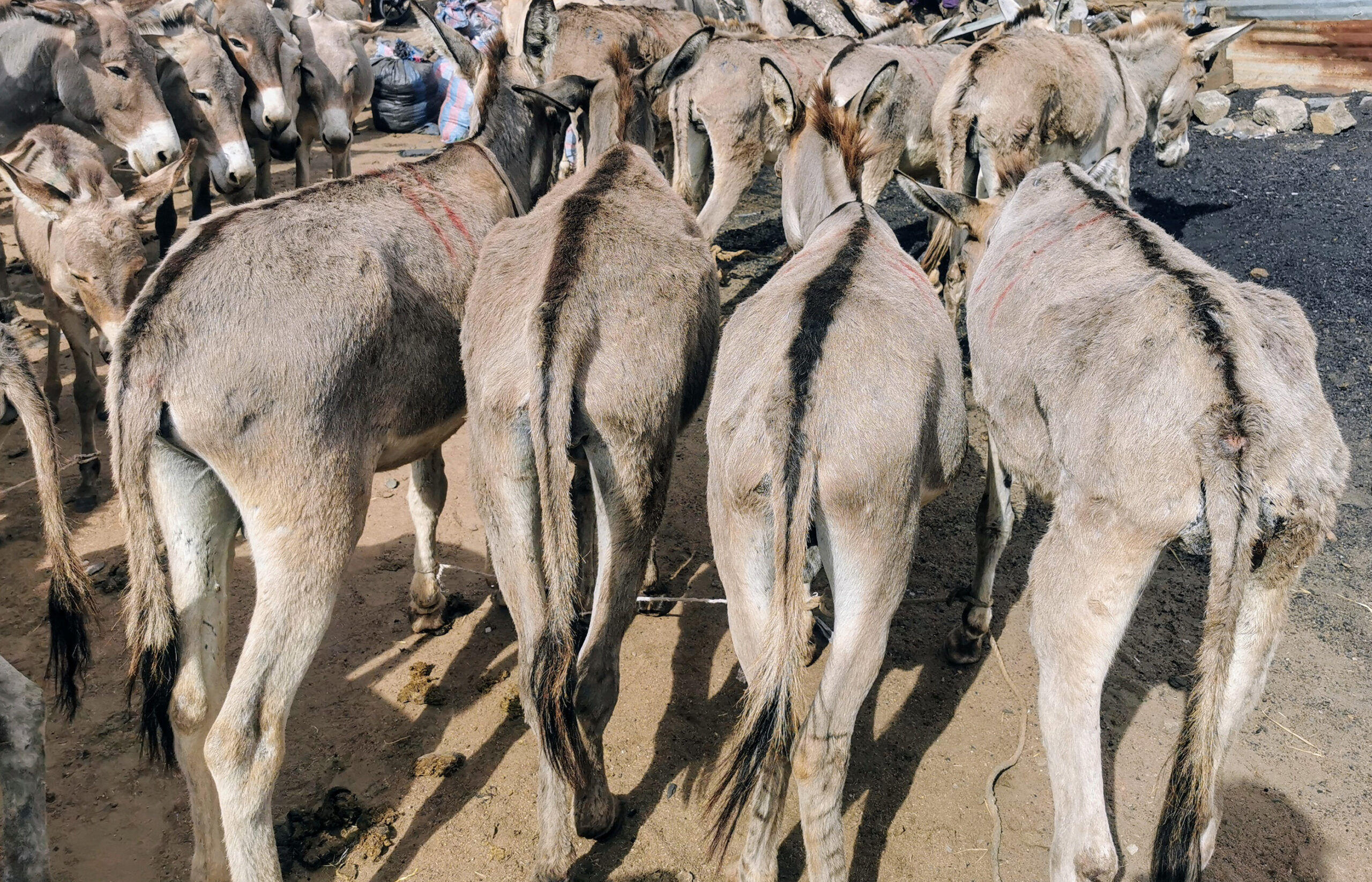 Welfare at slaughter