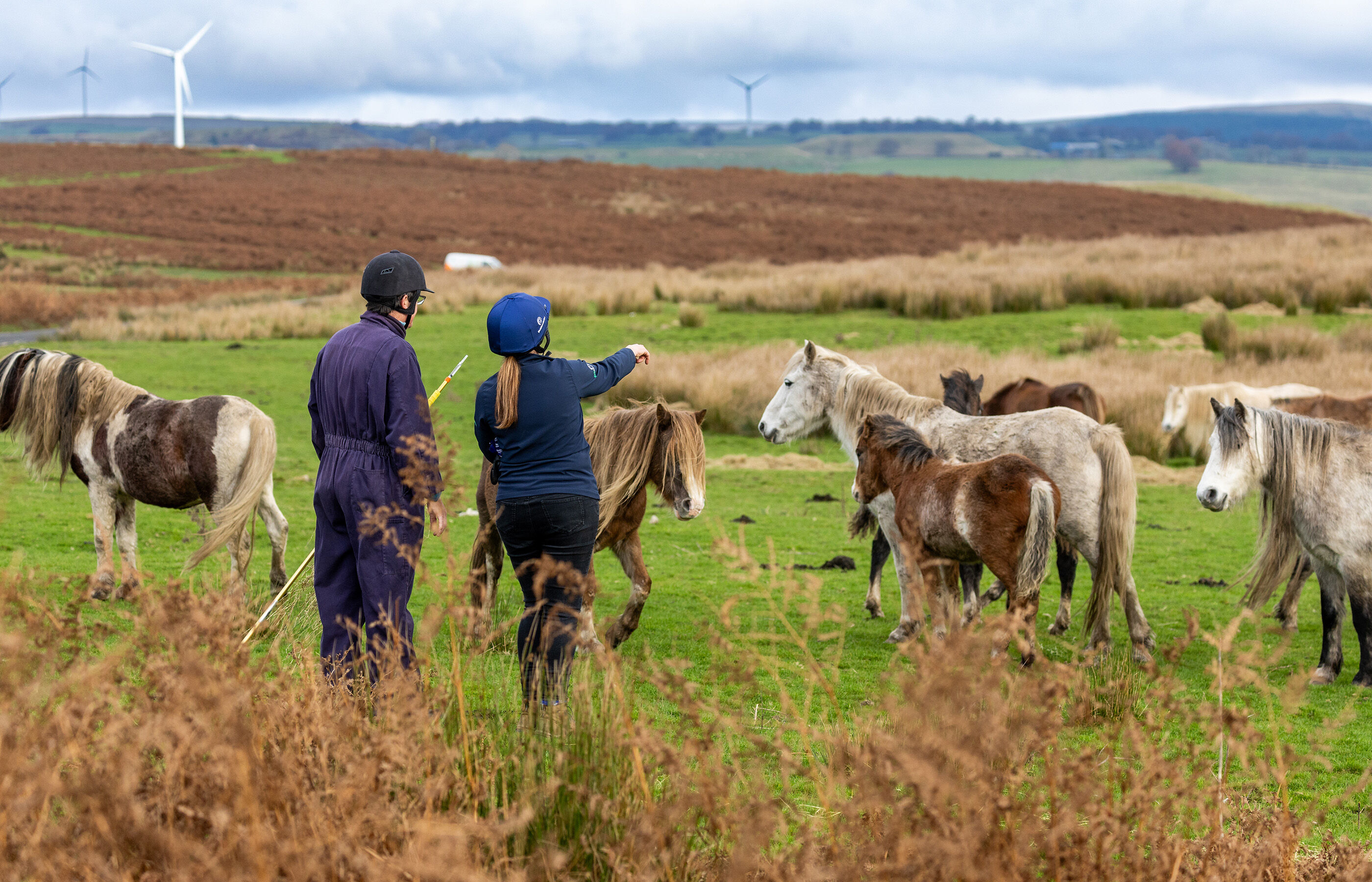 A brighter future for the ponies of Gelligaer