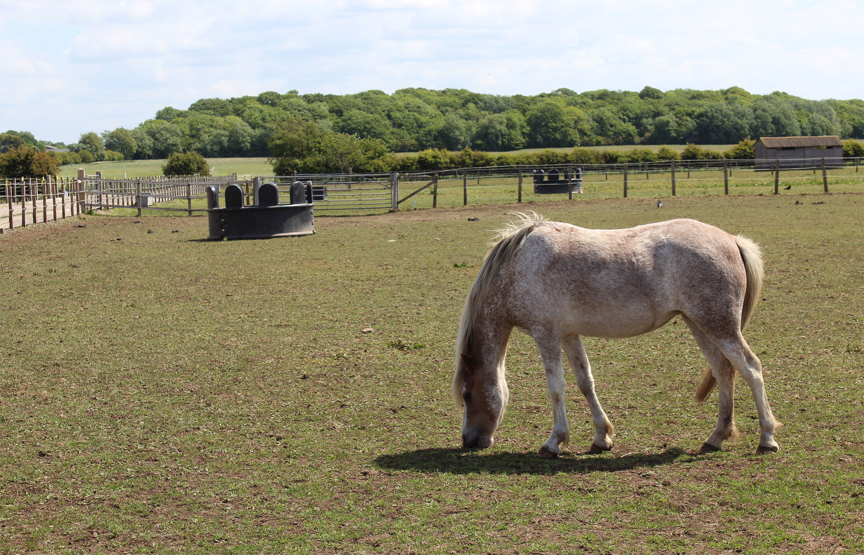 Three horses grazing a paddock in the shunshine at Penny Farm