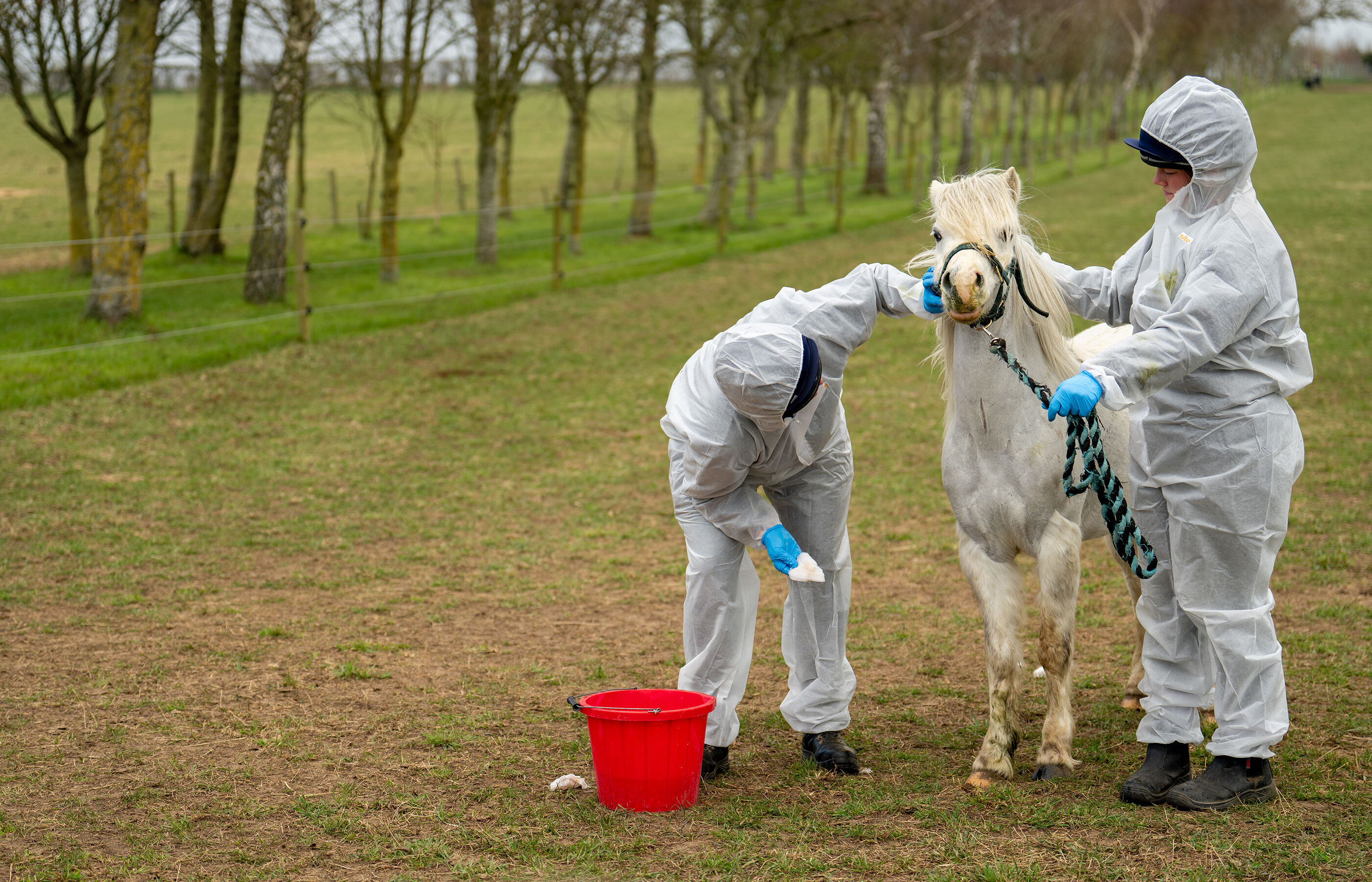 Strangles – an update from Hall Farm