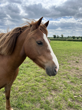 Headshot of Princess