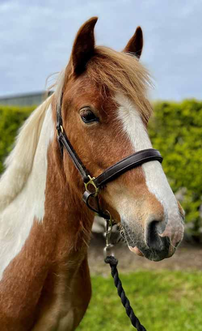 Headshot of Rodney