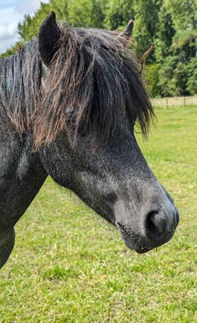 Headshot of Mair