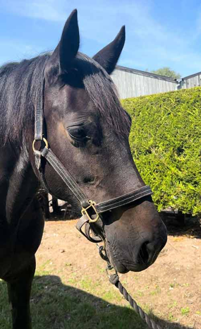 Headshot of Hendrewen Desert Rose (Fosse)