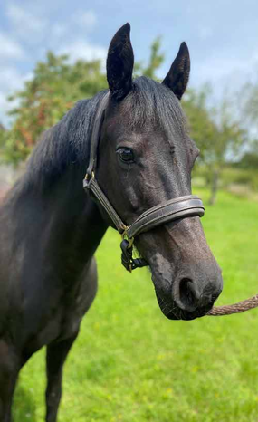 Headshot of Sapphire