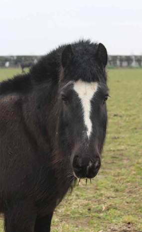 Headshot of Capri