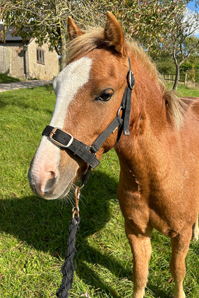 Headshot of Crunchie