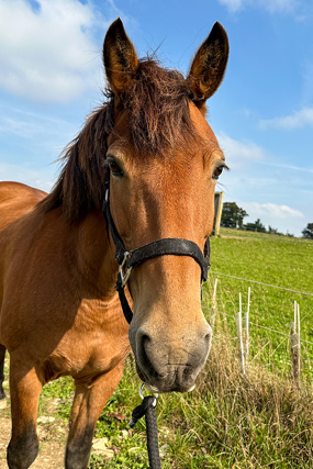 Headshot of Saxon (Rowan)