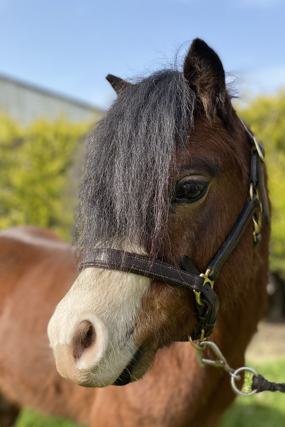 Headshot of Bogey Dandy (Oggy)