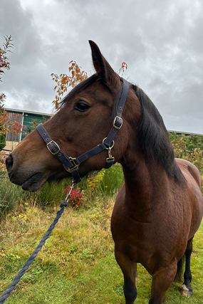 Headshot of Craigieburn Cariad