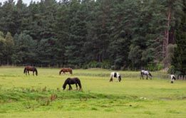 Belwade Farm